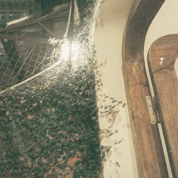 A wall lamp glowing over ivy in the garden at night