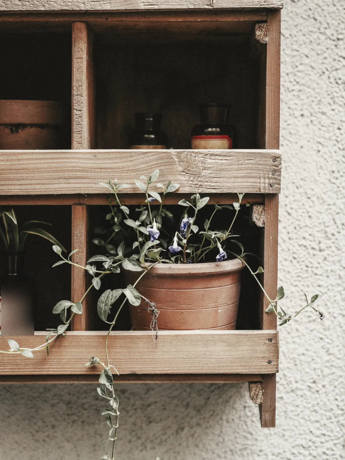 Pot plants on a timber shelf beside the door